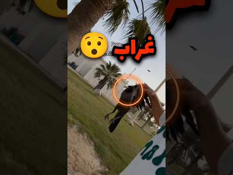 أنقد غراب من محكمة الغربان وهذا اللي صار صدمه