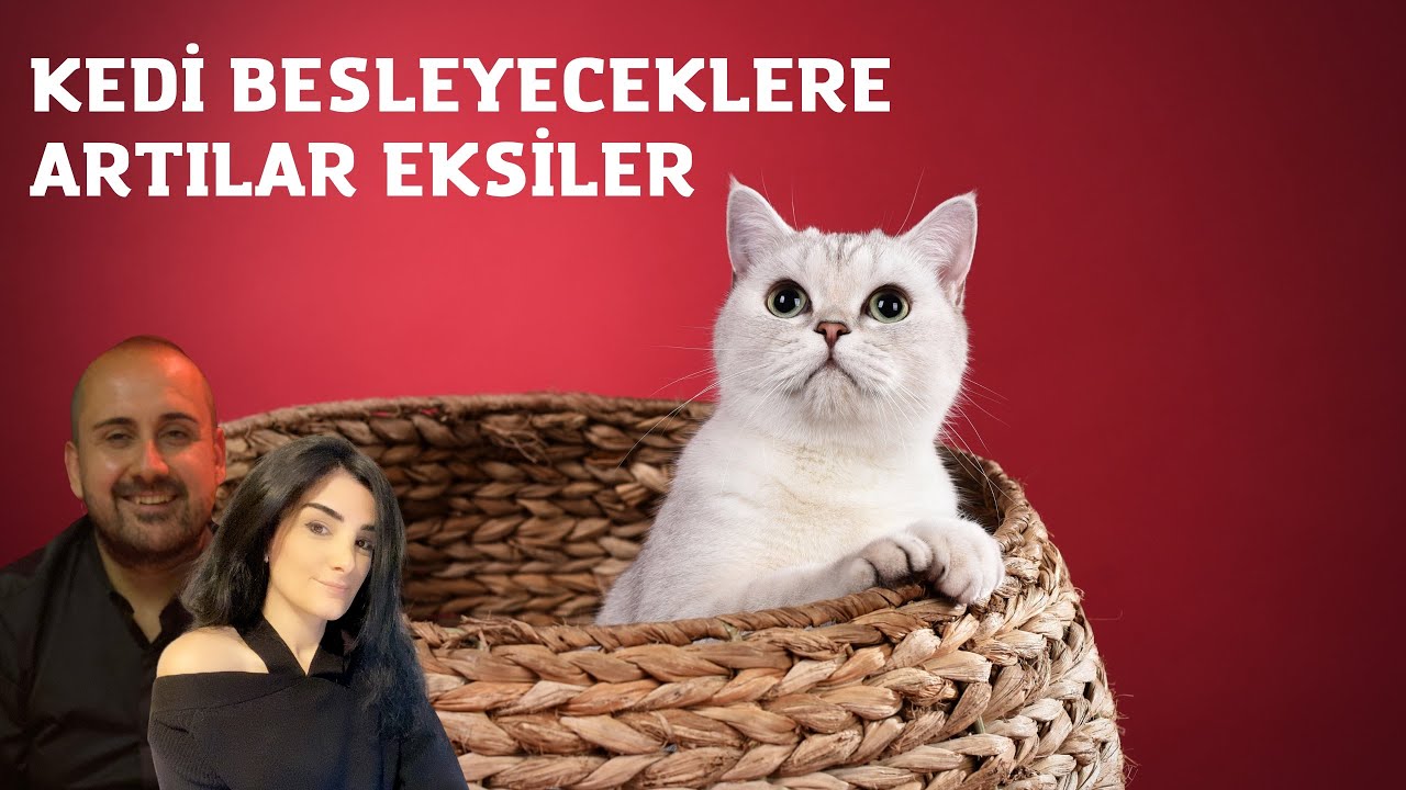 Kedi Sahiplenecekler için Artılar Eksiler | Çok güldüğümüz doğrudur