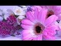 Peaceful Music, Relaxing Music, Instrumental Music "My Valentine" by Tim Janis