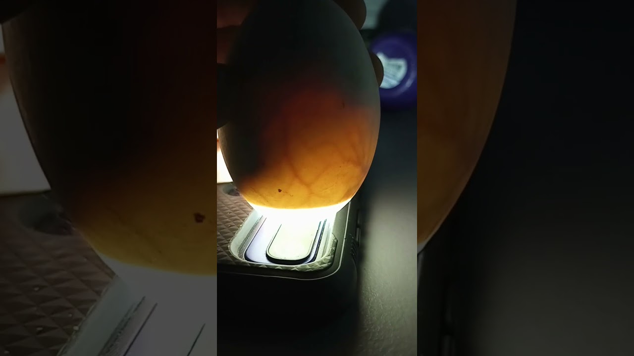 duck eggs from the incubator day 25, last day to candle until hatch in 3 days