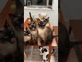 Funny cats make friends | Funny cats, dogs and animals ep17 #cat #funnycats #catvideos #funnycatvids