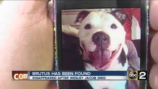 Dog found after owner died while on walk