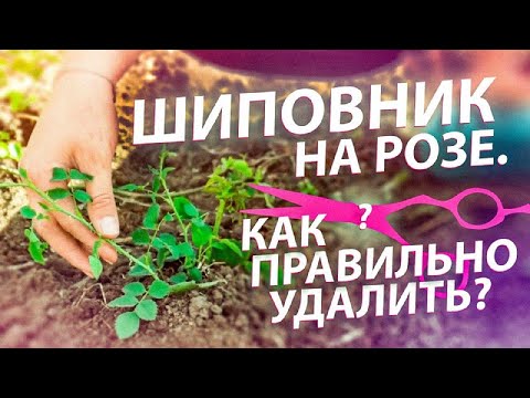 ШИПОВНИК НА РОЗЕ. КАК ПРАВИЛЬНО УДАЛИТЬ?