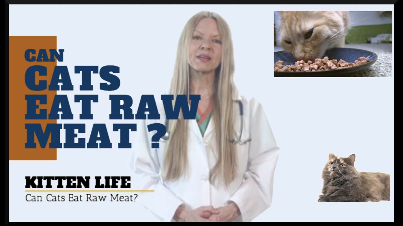 Can Cats Eat Raw Meat? The Answer Might Change Your Cat'S Diet! (2019)