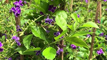 Hoa chuỗi Ngọc màu tím thơm ngát