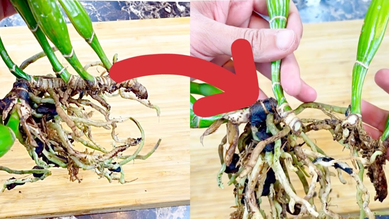 División y trasplante de orquídea Cattleya! 🪴💐😍