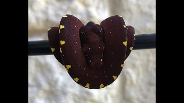 Assist feeding a baby Green Tree Python