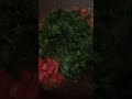  الخباز العراقي توله خبيزة اكلات شتوية  اكلات عراقية