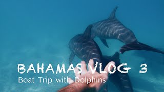 Mit Delfinen schnorcheln auf den Bahamas 🐬| BAHAMAS VLOG #3