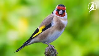 Relaxing Bird Sounds - Peaceful Nature Sounds Bring A Sense Of Comfort And Happiness
