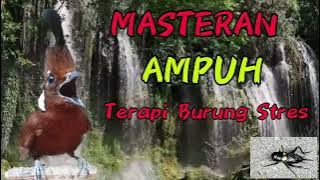 JERNIH Masteran Dan Terapi Burung Macet Stres, isian CILILIN JANGKRIK dan GEMERICIK AIR