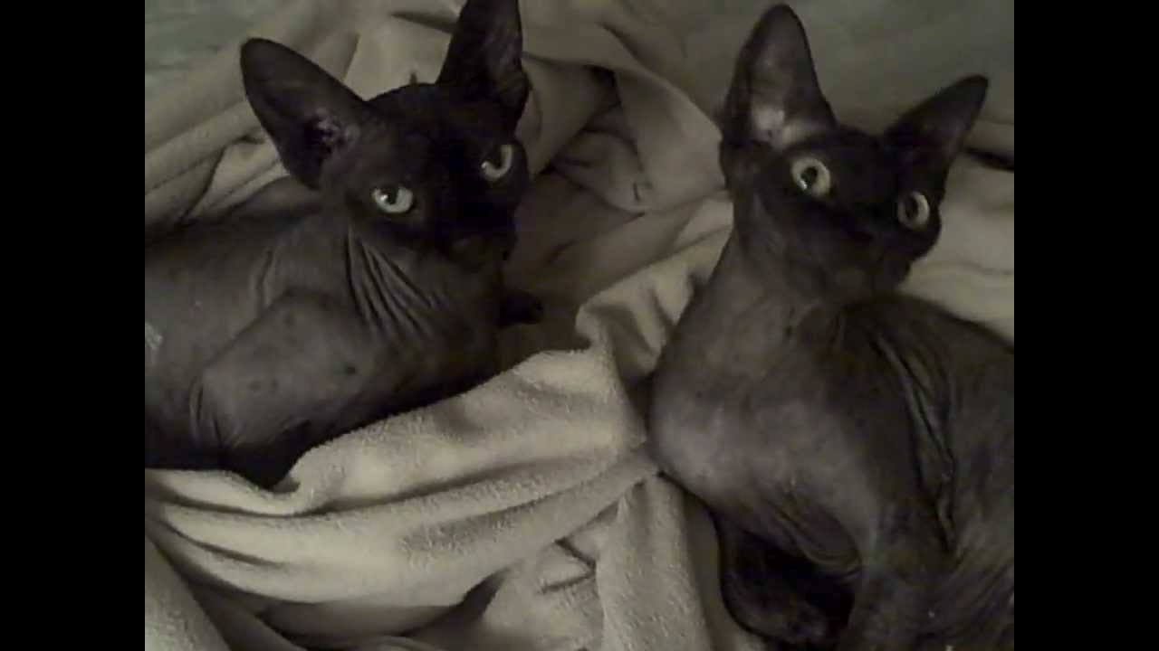 I've Got Sphynx Cats Under My Skin 