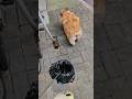 The dog has diarrhea #funny #pets #dog #viralshorts