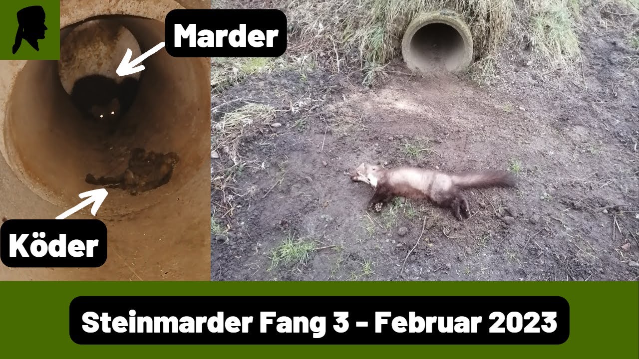 vollmer hundefutter Vollmers Holistic main image 1