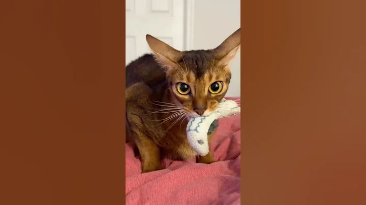 Video 10714931: abyssinian kitten cat, cats talking kitten, meowing loudly