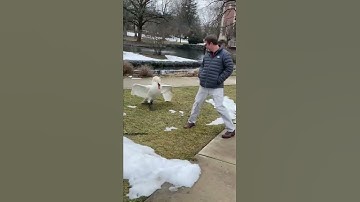 Big Angry Swan Attack Man || PETASTIC 🐾