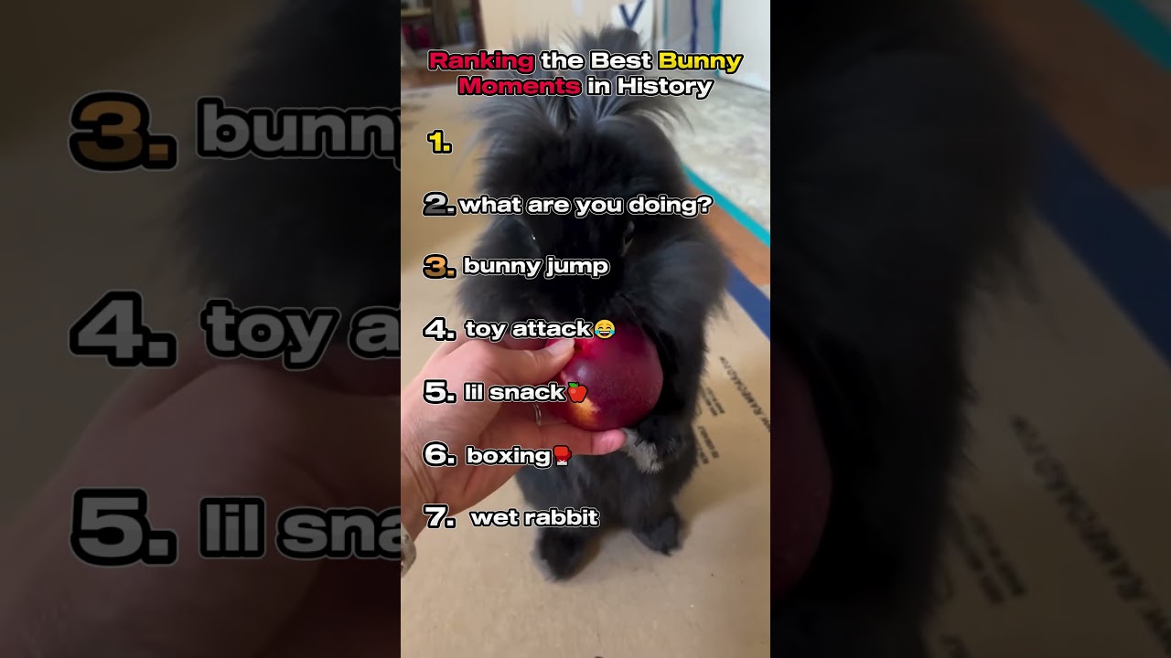 Ranking the Best Bunny Moments in History