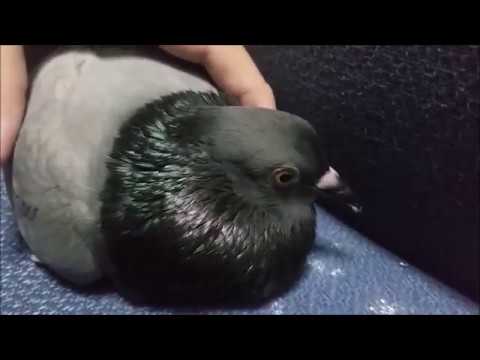 Cute Pigeon Cooing Cuddling Sound - Youtube