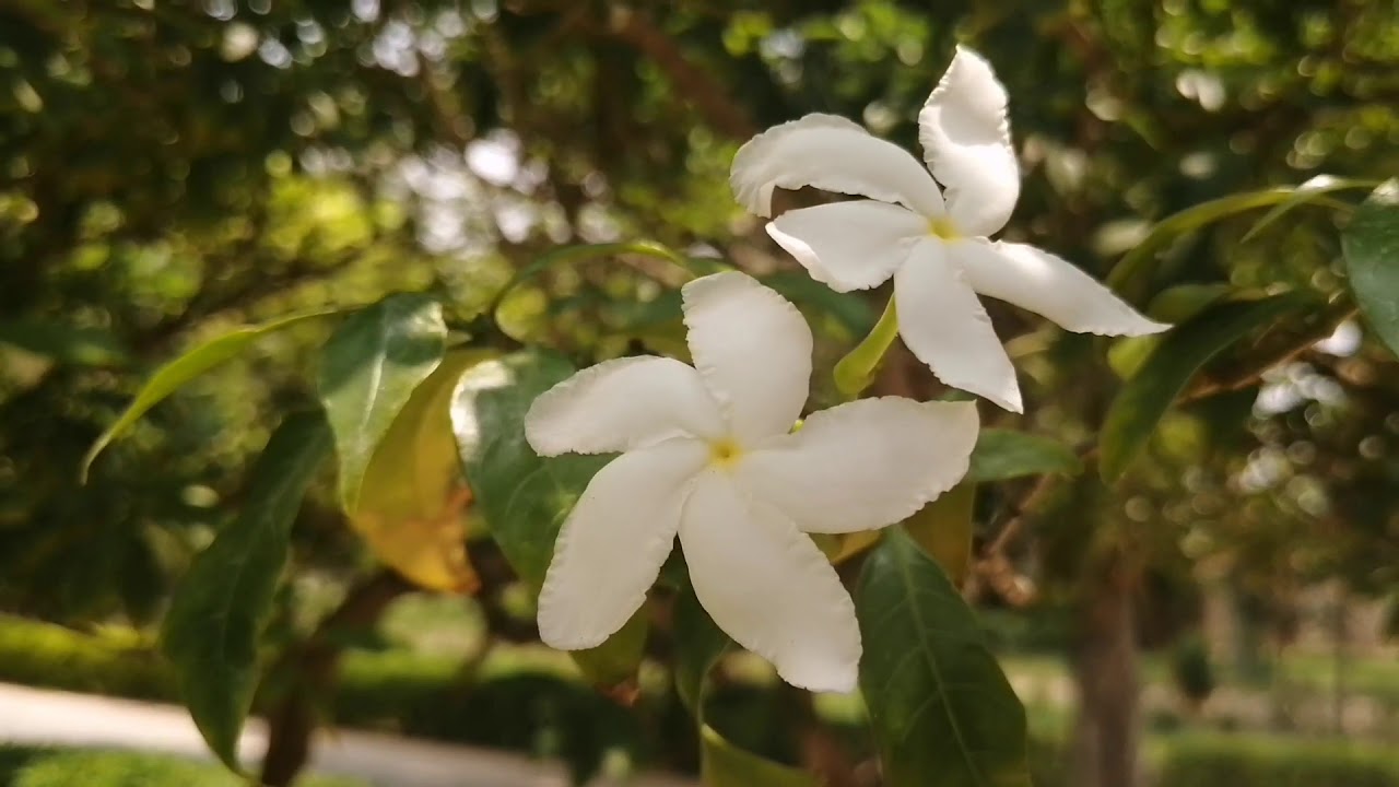 Commissioner House in Sahiwal