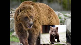 Brother bear live action remake kenai meets koda