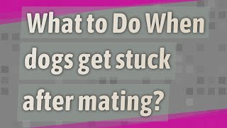 What to Do When dogs get stuck after mating?