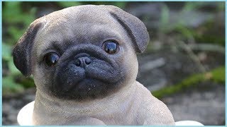 Cutest Puppy Breeds Part 1