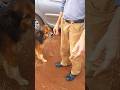 Após 8 Anos ELE reencontra seu CACHORRO #curiosidades #animais