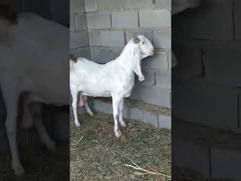 ماعز بكري عجيب