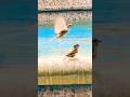 #birds #nature #shorts #peace #vibes #fyp #travel
