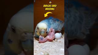 How To Breed Budgies Bird| How To Breed Budgies Bird?