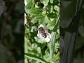 ミツバチじゃないです　外来種スダキヌゲハキリバチのオス　Megachile pusilla male　（leafcutter bees、葉切蜂） #shorts