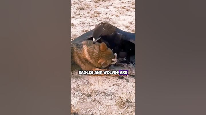 The Encounter Between Eagles and Wolves: Eternal Rivalry