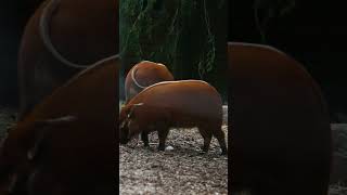 Follow Your Nose!  #zoo #animals #wildlife