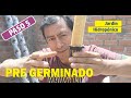 Jardin Hidropónico - Pre Germinado