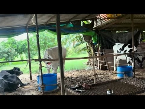 एबीएस इमपौरटेड बुल का फील्ड मे रिजल्ट से पशुपालक बहुत खुश हैABS bull's excellent results-owner happy