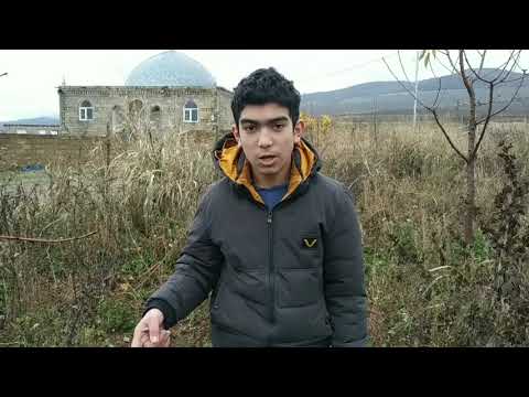 Video: Ağac Pionu - çiçək Bağçasının Kralı