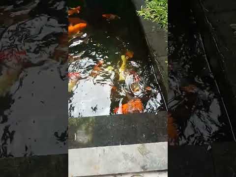 Koi Iki Wes Bahagia