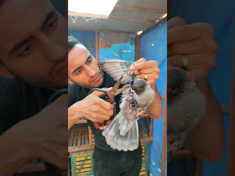 شلت الجدري من الحمامه 