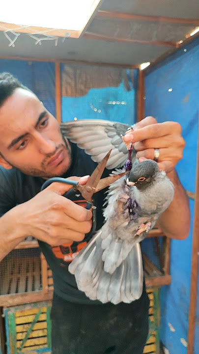 شلت الجدري من الحمامه 😱#pigeon