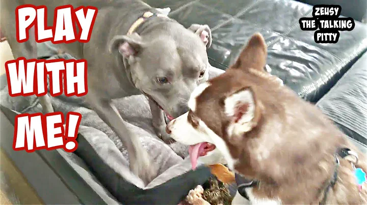 Pitbull Meets Husky! Watch Their Reaction First Time Meeting