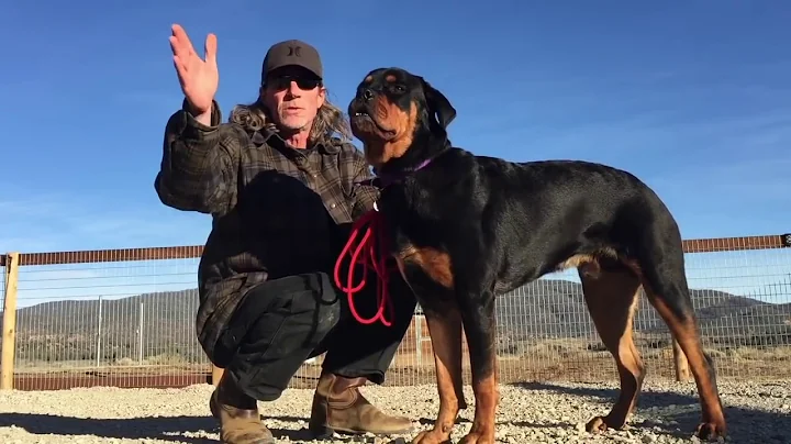 Brian Agnew The Balanced Dog: Prey drive vs switch...