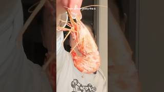 The Best Way to Cook Your Spot Prawns