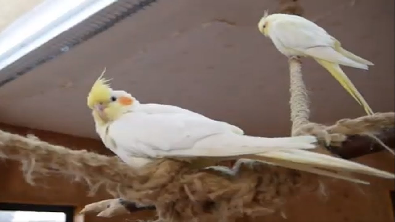 Things to keep in mind when raising a cockatiel - YouTube