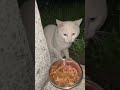 白雄猫ちゃんは、去年夏に、この場所に、捨てられました！捨てないでね