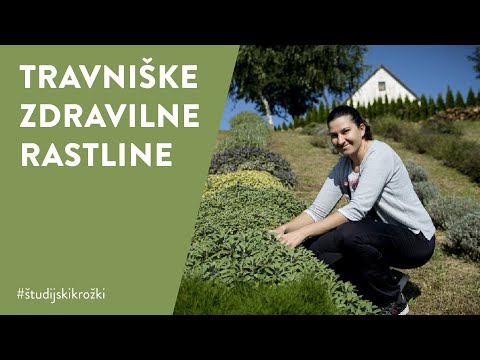 Video: Gravilat Urbani (rastlina) - Koristne Lastnosti In Uporaba Zelišča Gravilat. Rečna Gravilata, Trajnica, čilska. Koren In Cvetovi Gravilate