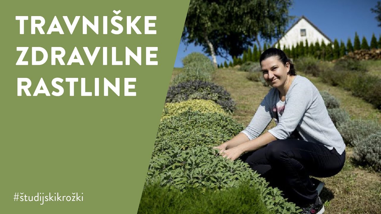 #ostanidoma - TRAVNIŠKE ZDRAVILNE RASTLINE, Špela Pogelšek