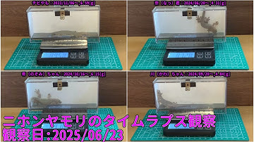 【Memorandum】 2025年06月23日 RPi-Cam-Web-Interfaceを用いたニホンヤモリのTimelapse観察