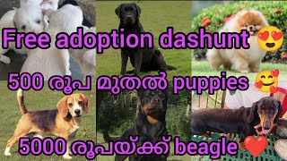 free adoption dashunt 500 രൂപ മുതൽ puppies 5000 രൂപയ്ക്ക് Beagle❤നല്ല വിലക്കുറവിൽ തന്നെ dogs sale