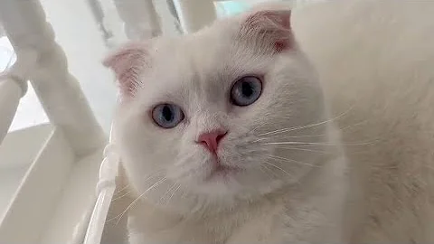 Video 9969891: british shorthair cat kitten, white british shorthair cat, big british shorthair cat, beautiful british shorthair cat, best cat