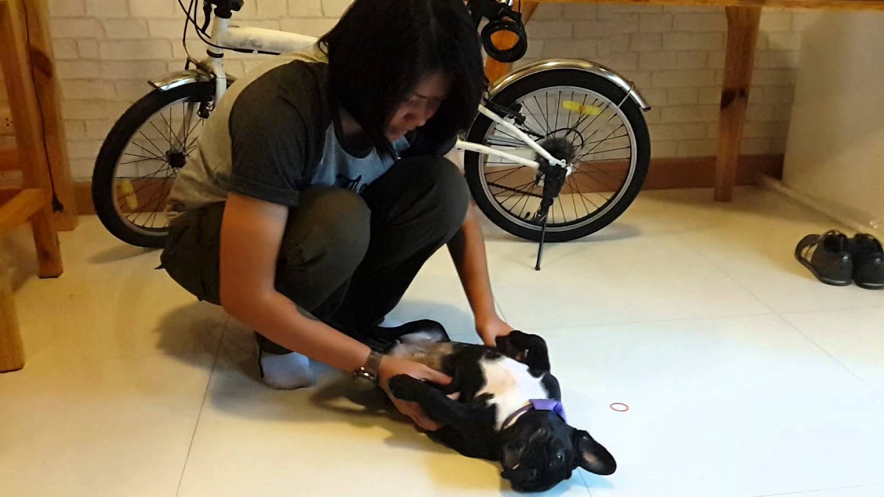 French Bulldog Thai massage YouTube